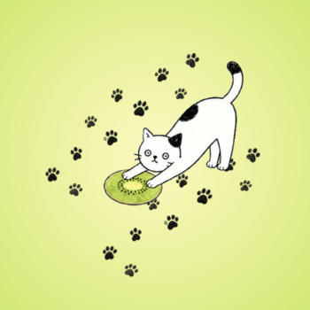 Kiwi Cat